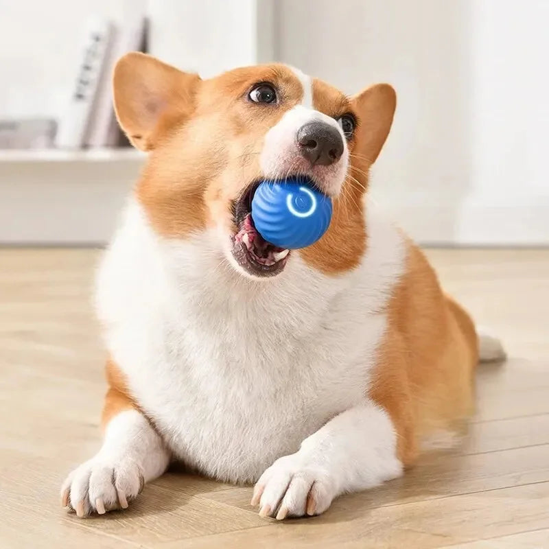PetDroid Interactive Ball
